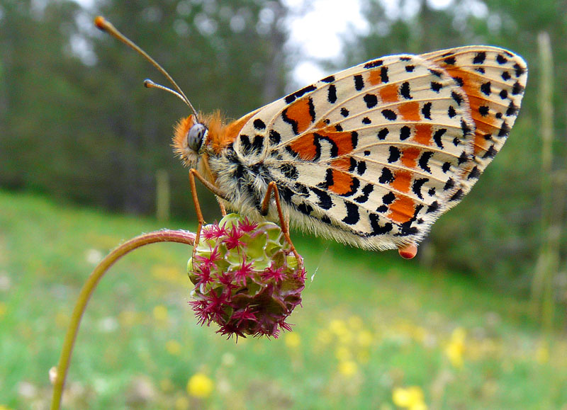 Melitaea didyma